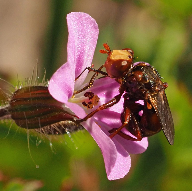 Gemeine Breitstirnblasenkopffliege, Sicus ferrugineus